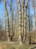 Image of Black Poplar