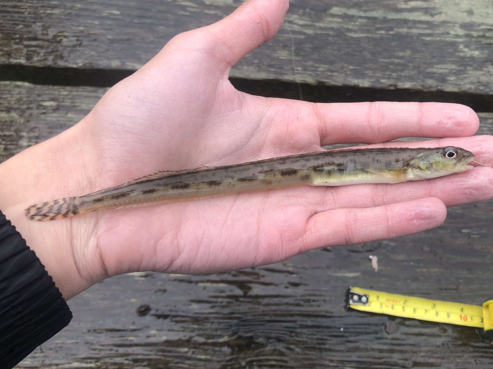 Image of Eel-blenny