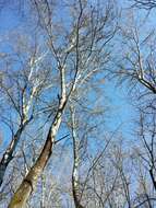 Image of White Poplar