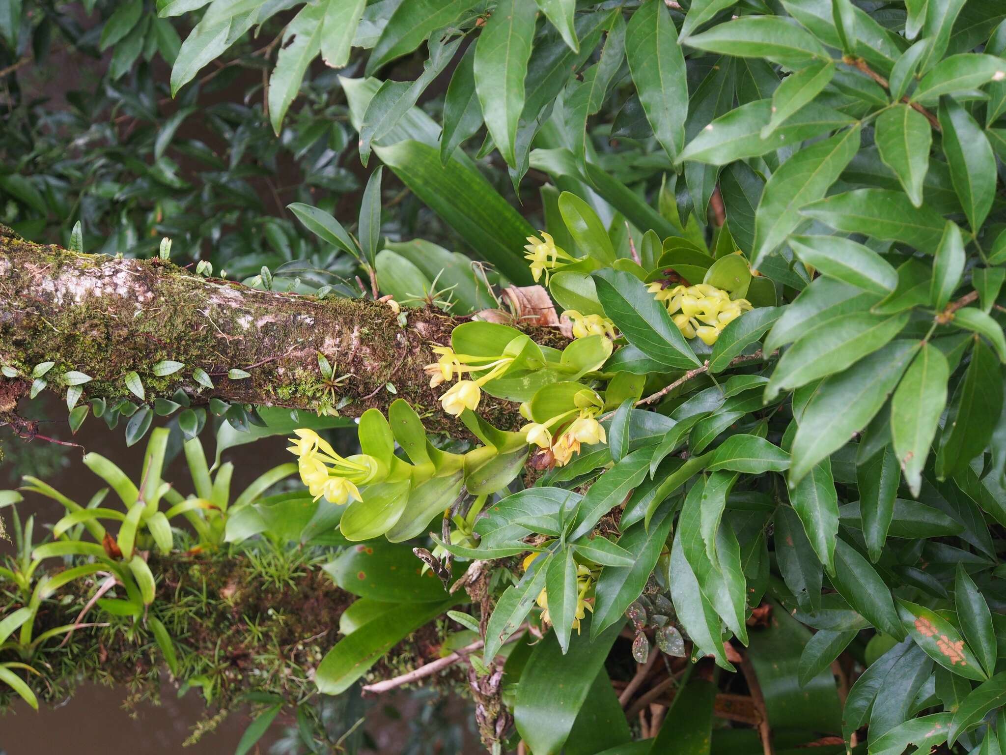 Image of Epidendrum hunterianum Schltr.