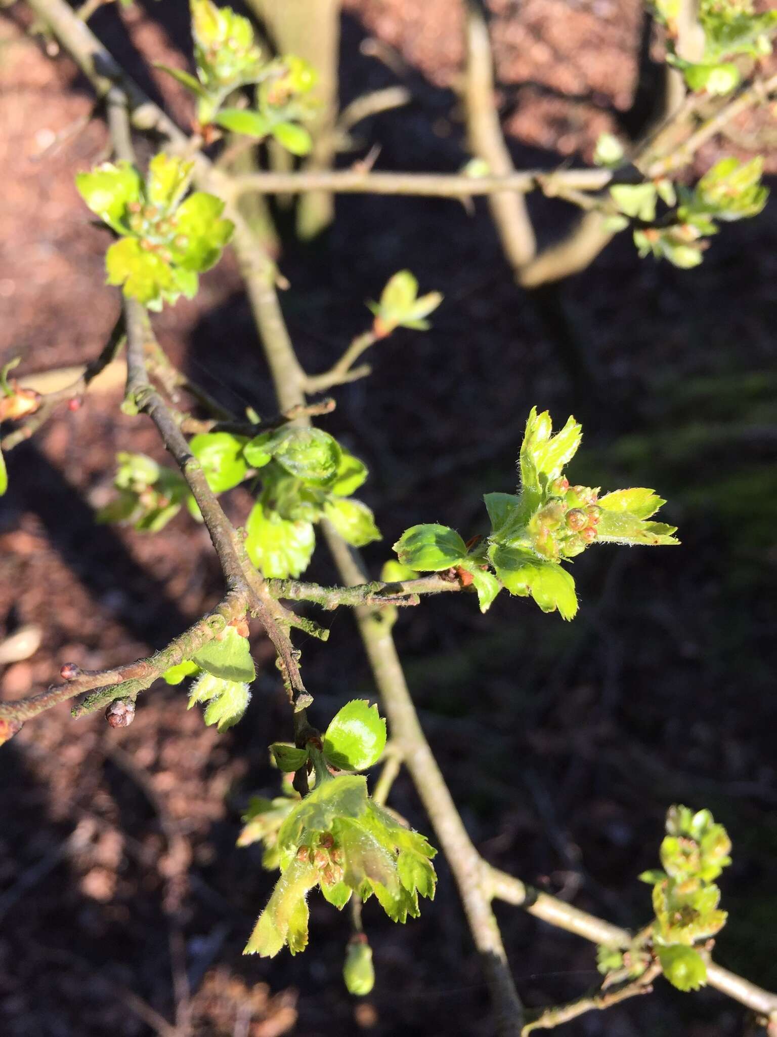 Imagem de Crataegus laevigata (Poir.) DC.