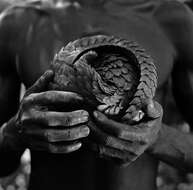 Image de Grand pangolin de l'Inde