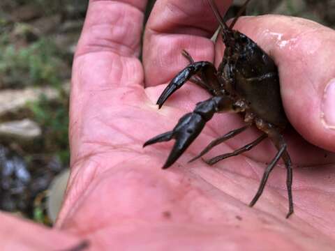 Image of Cherax depressus Riek 1951