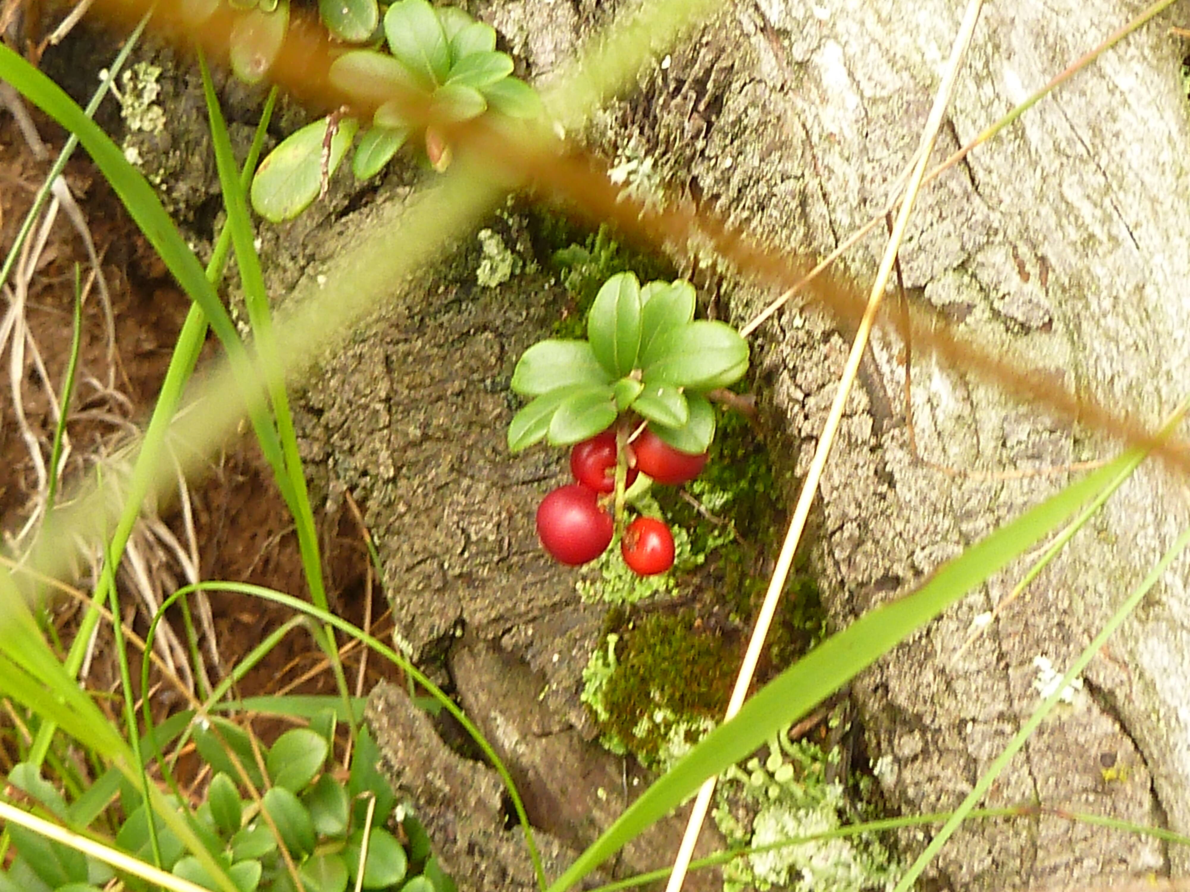 Image of lingonberry