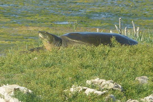 Image of Euphrates Softshell Turtle