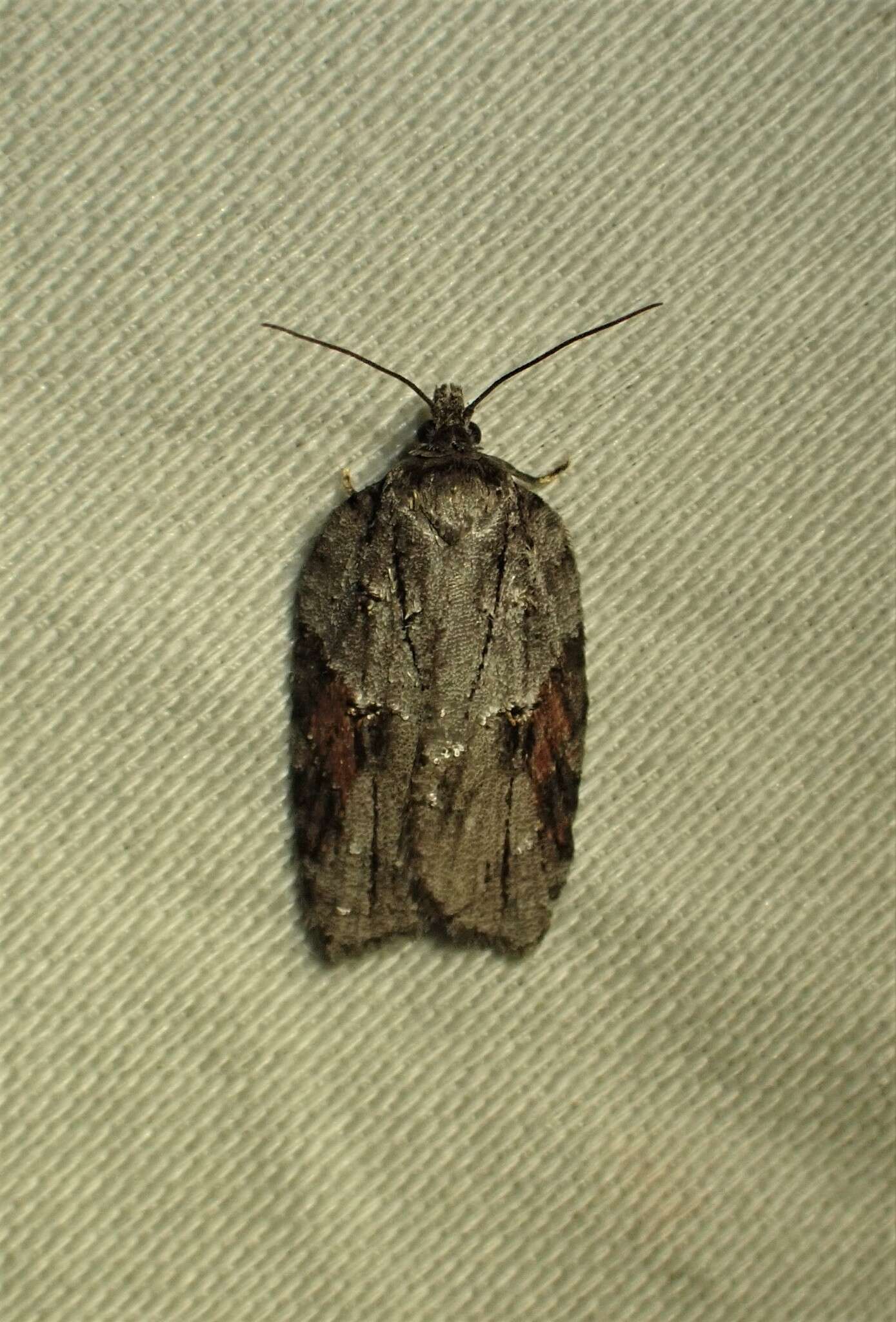 Image of Acleris ptychogrammos Zeller 1875