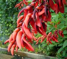 Слика од Erythrina crista-galli L.