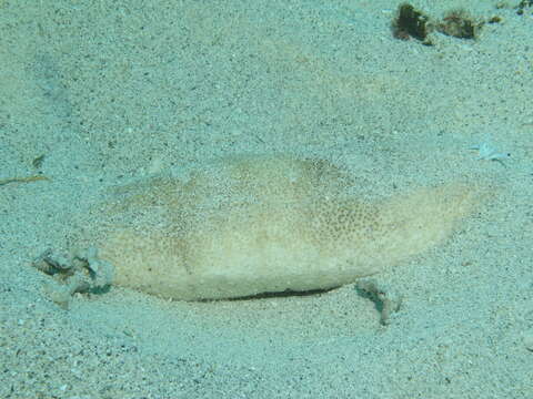 Image of Brown Sandfish