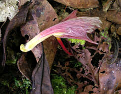 Image de Columnea nicaraguensis Oerst.