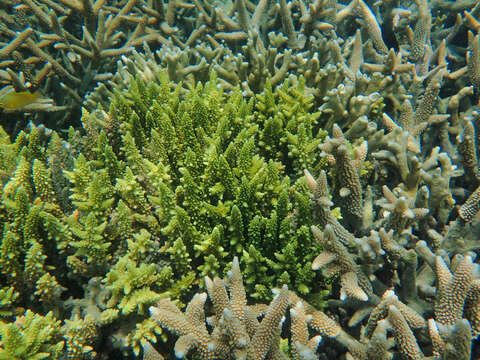 Image of Staghorn coral