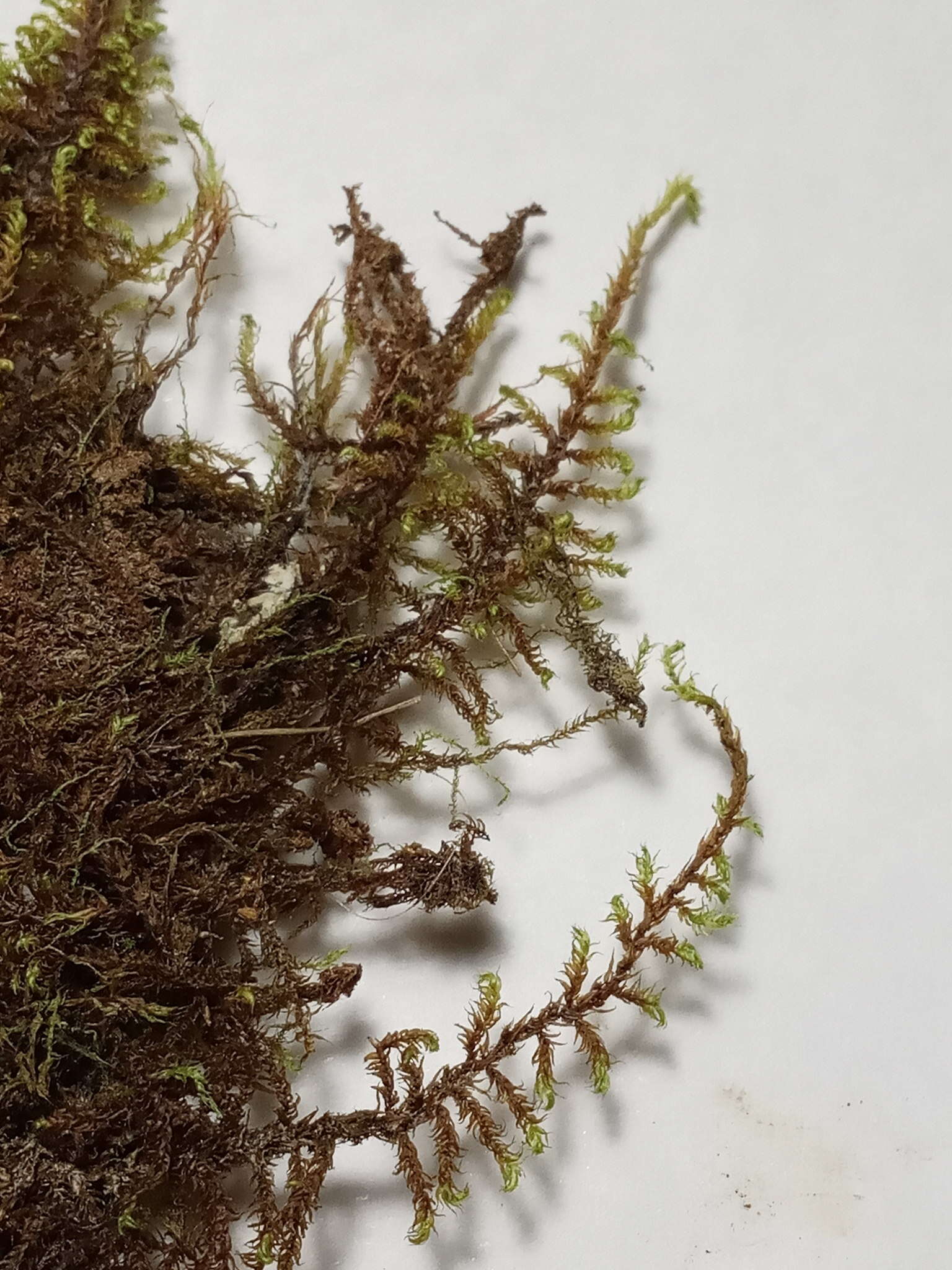 Image of Fern-leaved Hook Moss