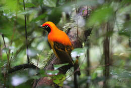 Image of Masked Bowerbird