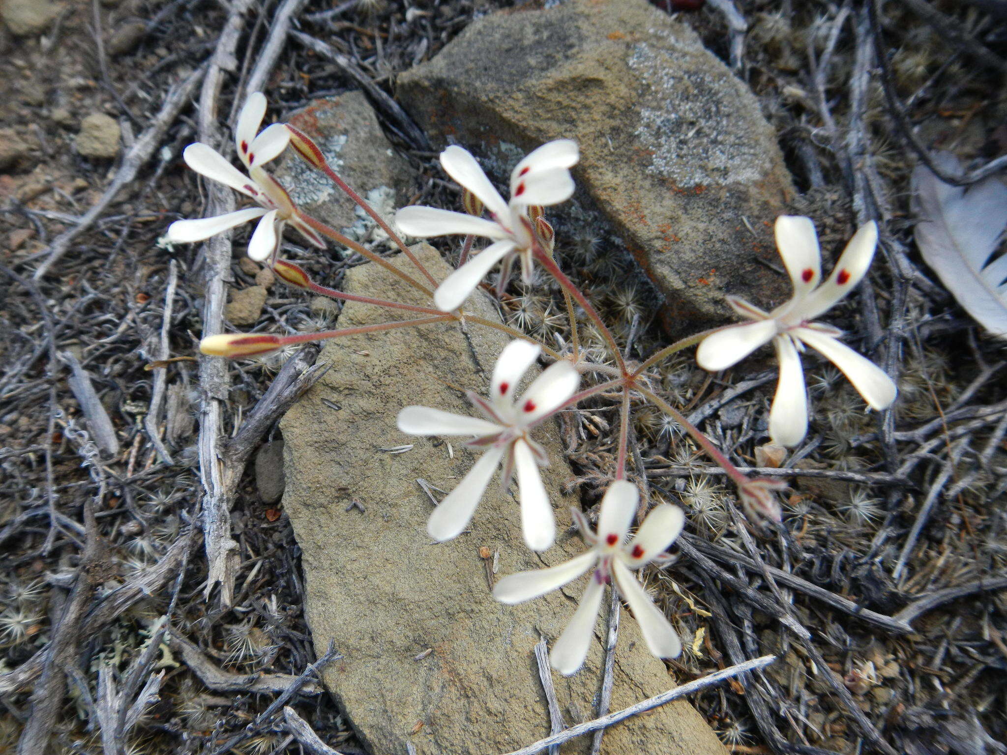 Image of Pelargonium nervifolium Jacq.