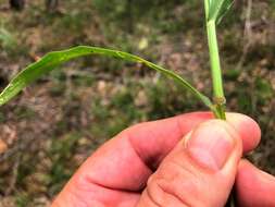 Plancia ëd Brachiaria foliosa (R. Br.) Hughes