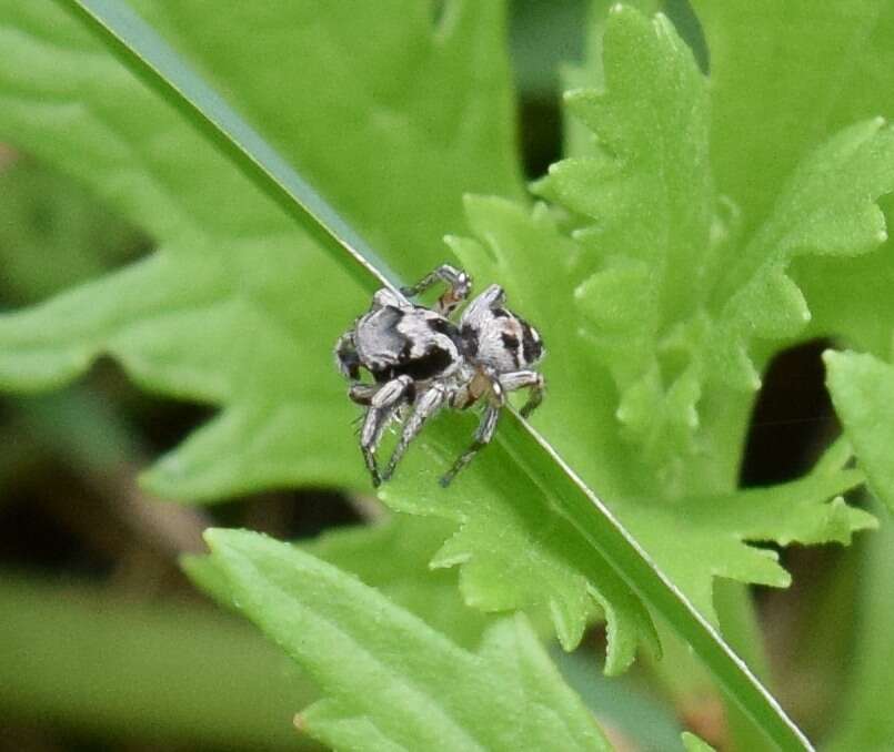 Image of Habronattus coecatus (Hentz 1846)