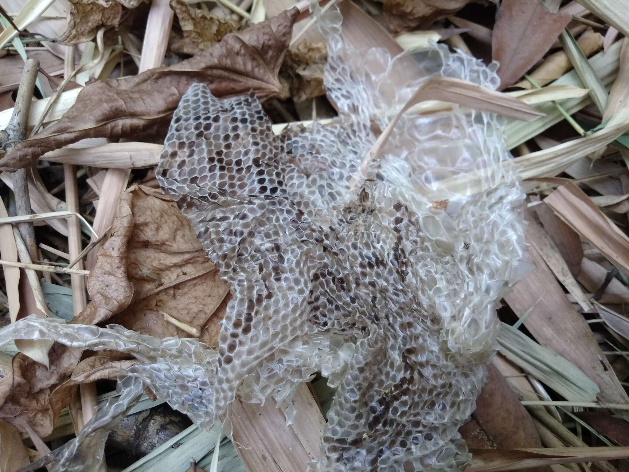 Imagem de Malayopython reticulatus reticulatus (Schneider 1801)