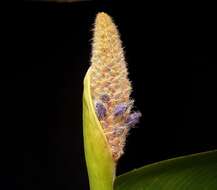 Image of pickerelweed