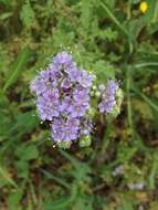 Image de Phacelia congesta (Dougl. ex Lehm.) Hook.