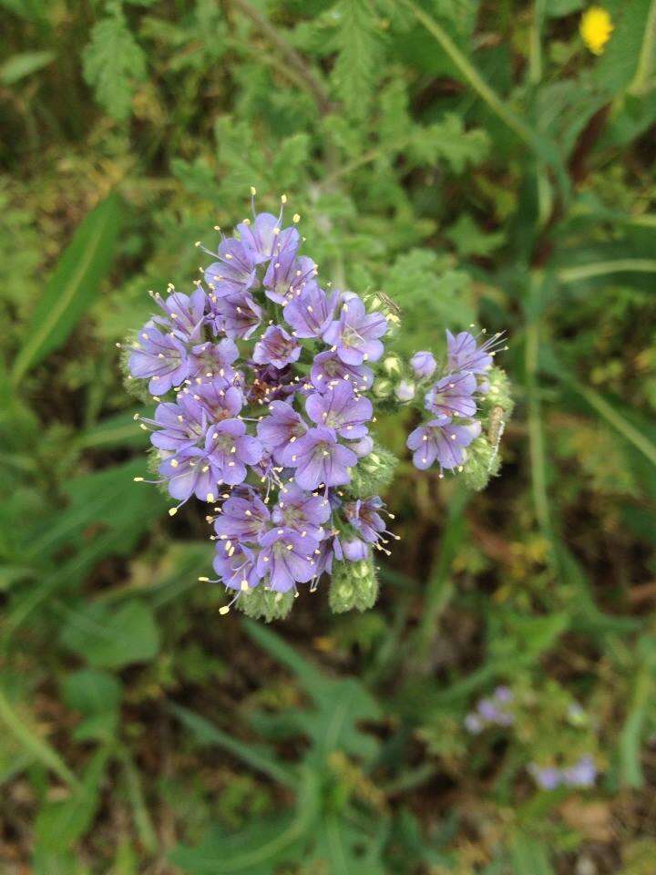 Image de Phacelia congesta (Dougl. ex Lehm.) Hook.