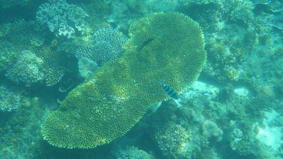 Image of Brush Coral