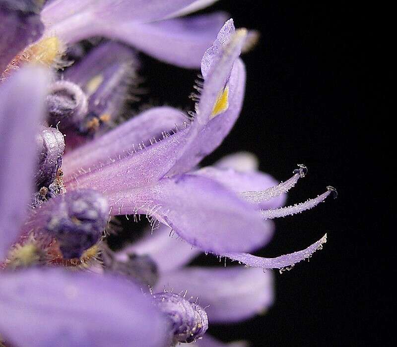 Image of pickerelweed