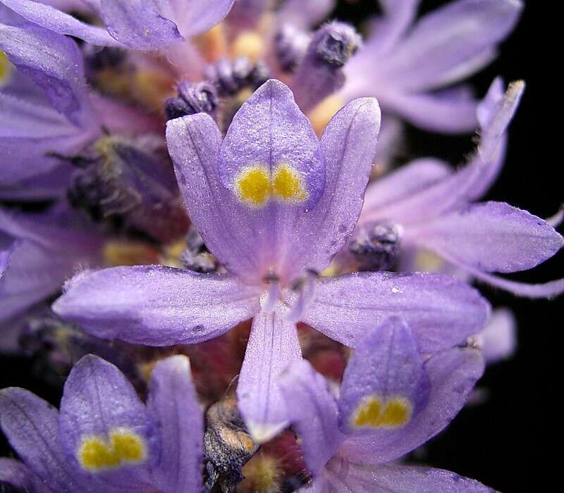 Image of pickerelweed