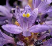 Image of pickerelweed