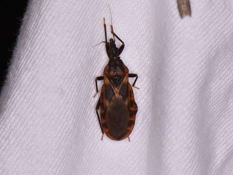 Triatoma lecticularia (Stål 1859)的圖片