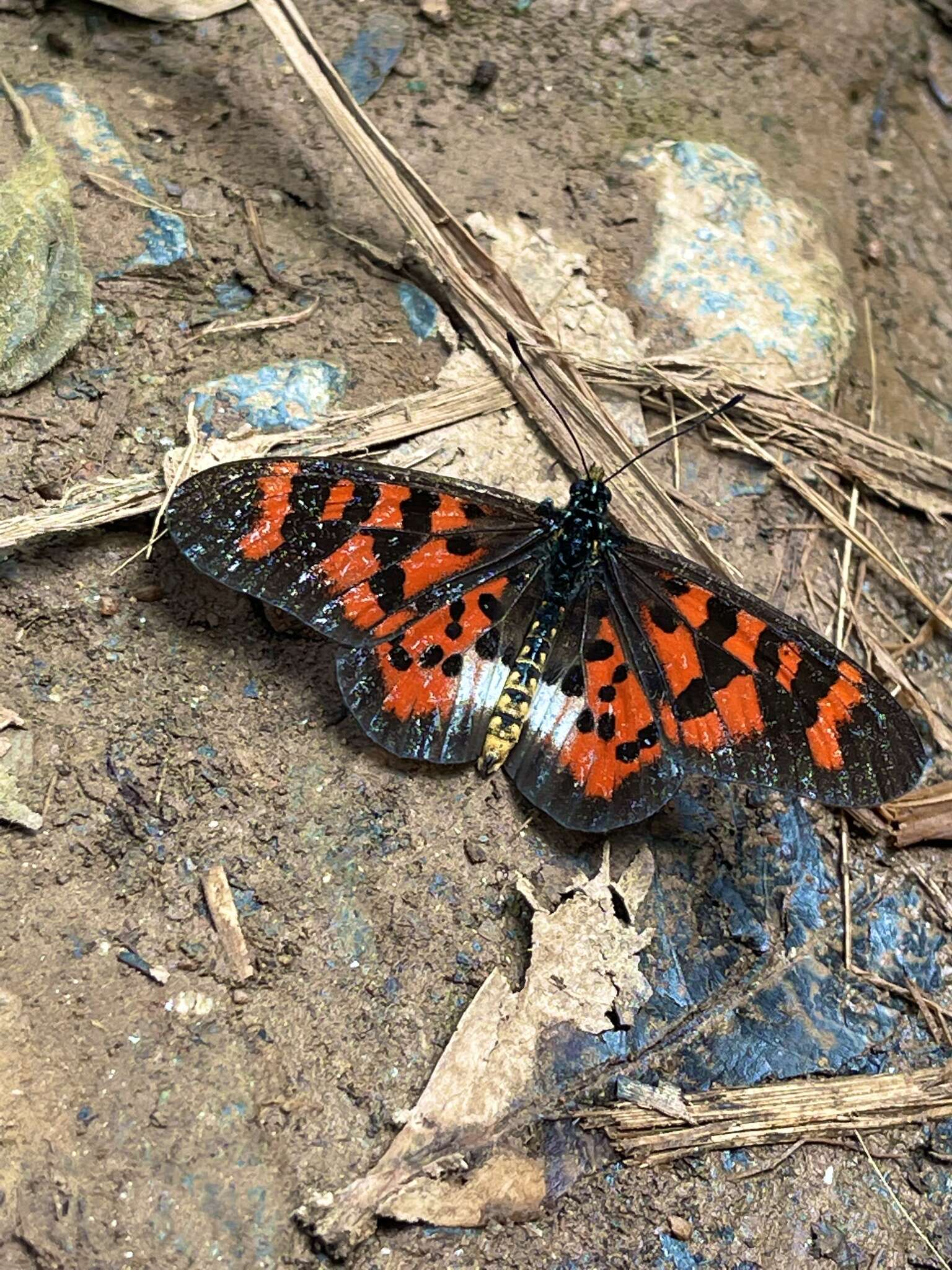 Acraea vuilloti的圖片