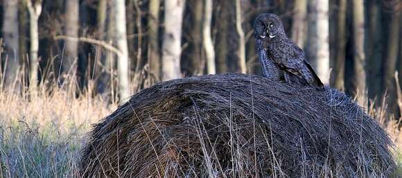 Image of Great Gray Owl