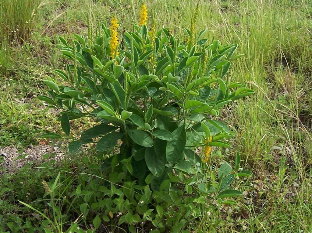 Image of Crotalaria mitchellii Benth.