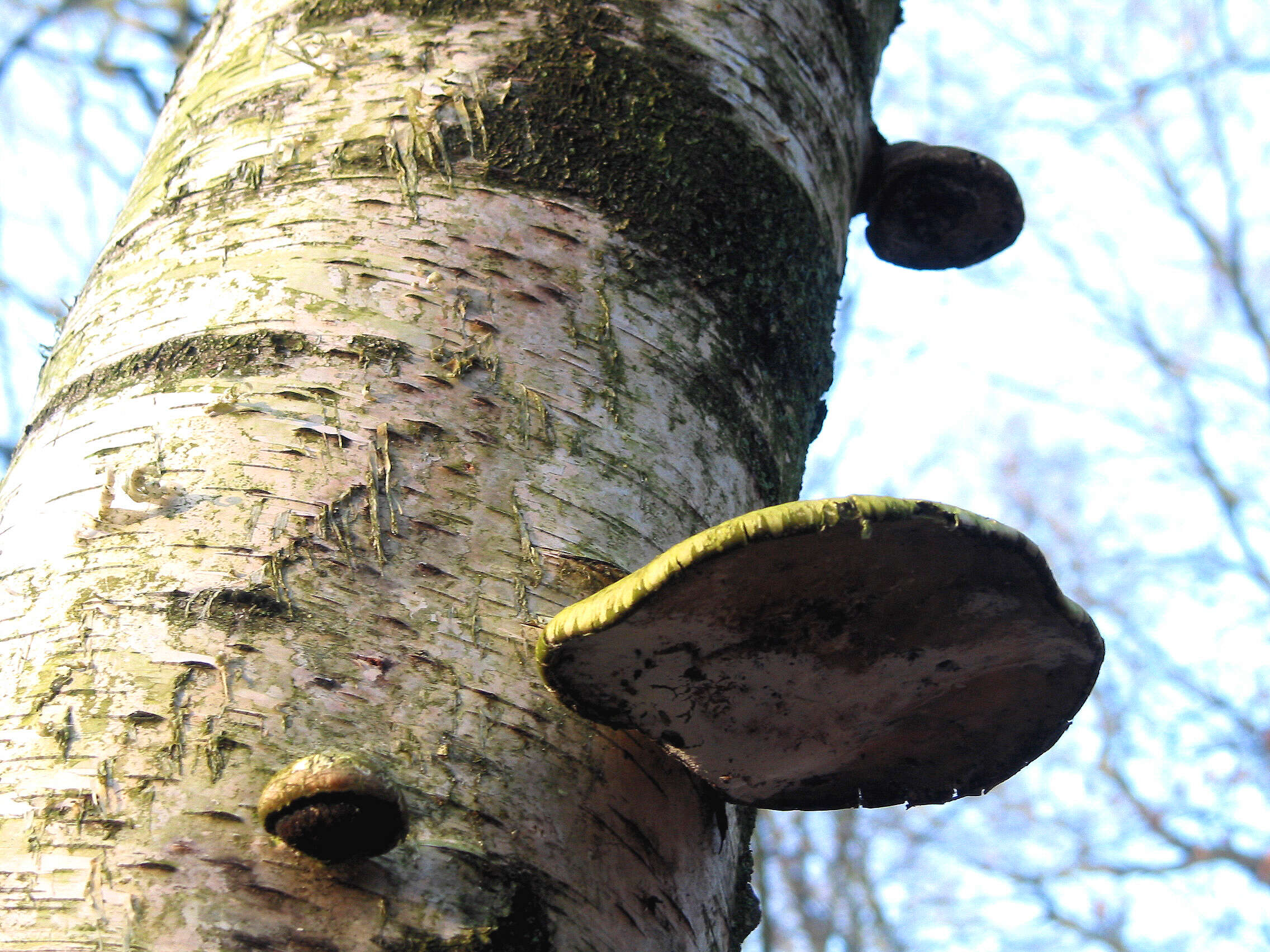 Image of birch polypore