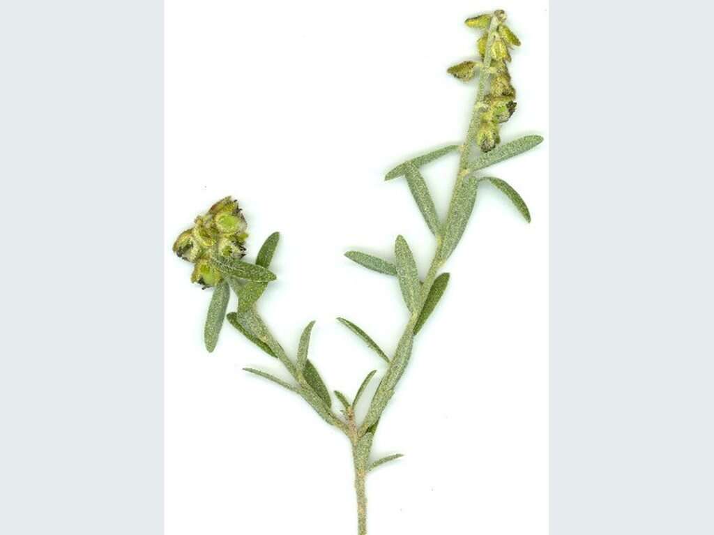 Image of Crotalaria linifolia L. fil.