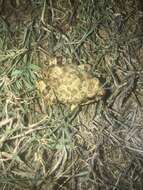 Image of Tandy's Sand Frog