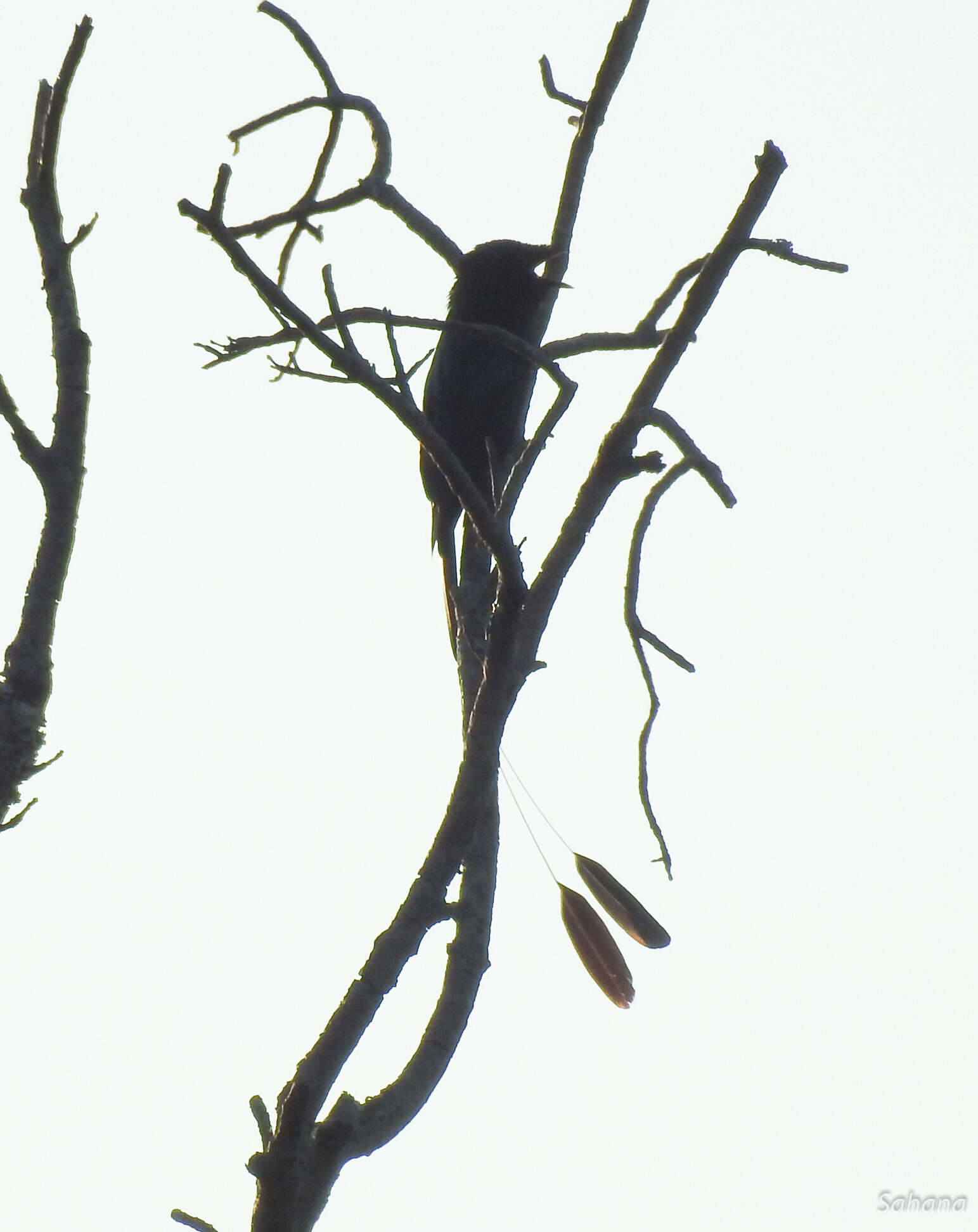 Image of Lesser Racket-tailed Drongo