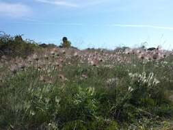 Image of Greater Pasque Flower