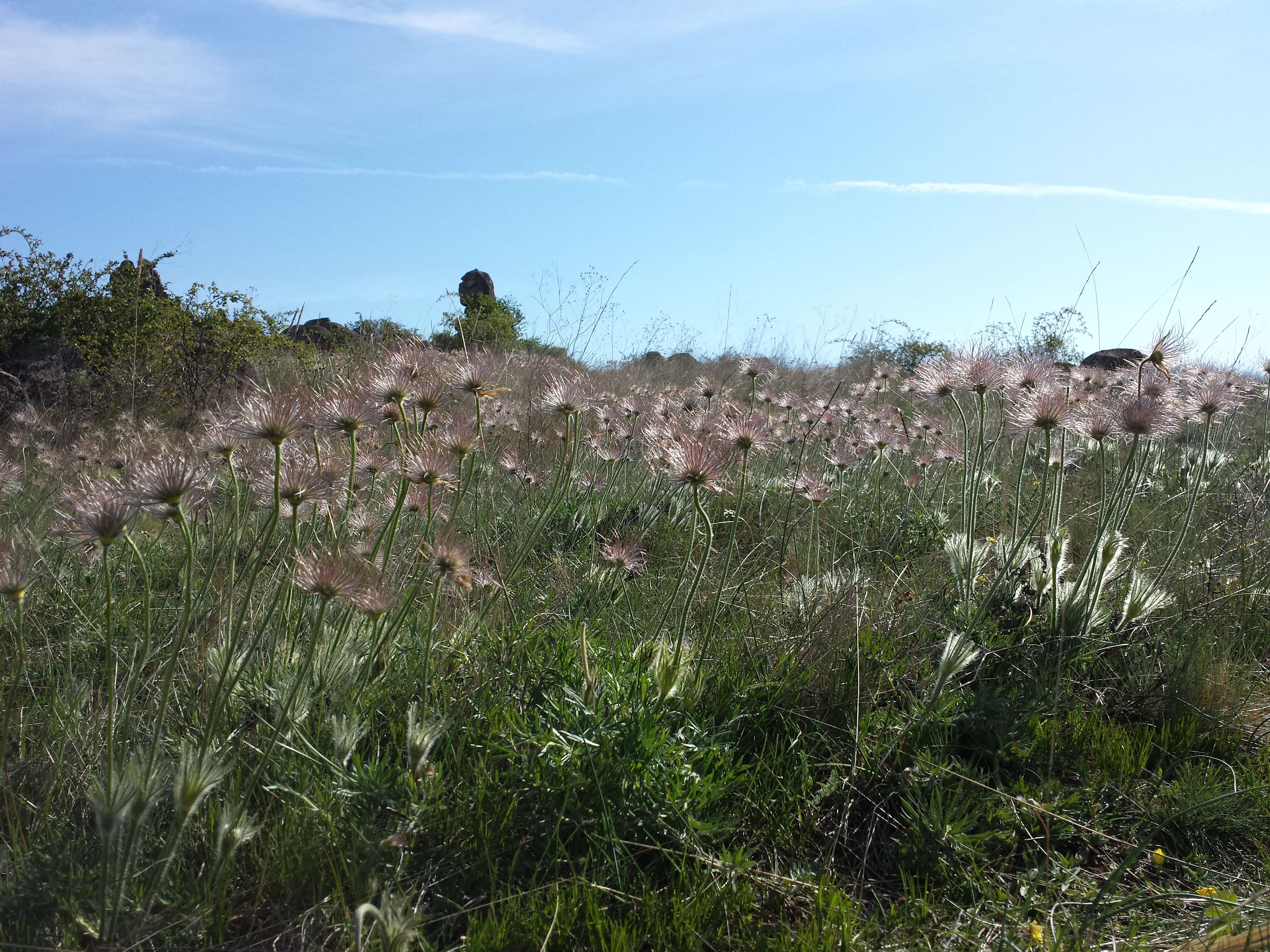 Image of Greater Pasque Flower