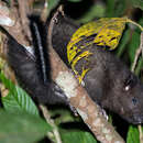 Image of Southern Giant Slender-tailed Cloud Rat