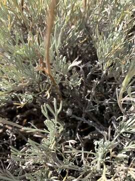 Image of Wyoming threetip sagebrush