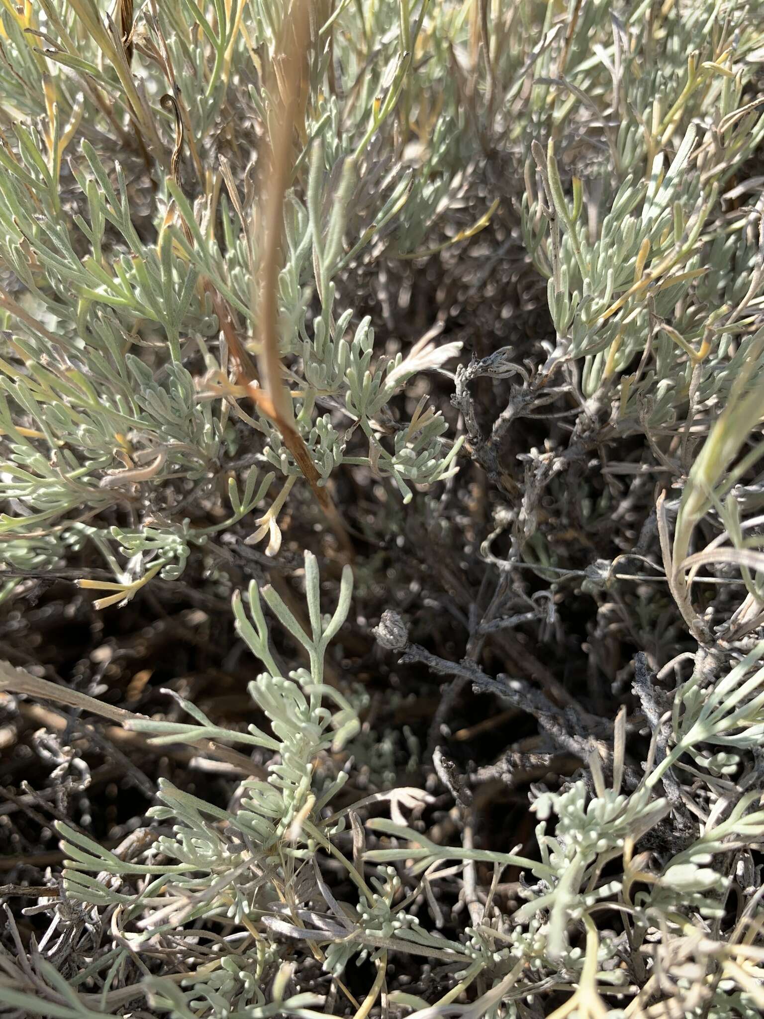 Image of Wyoming threetip sagebrush