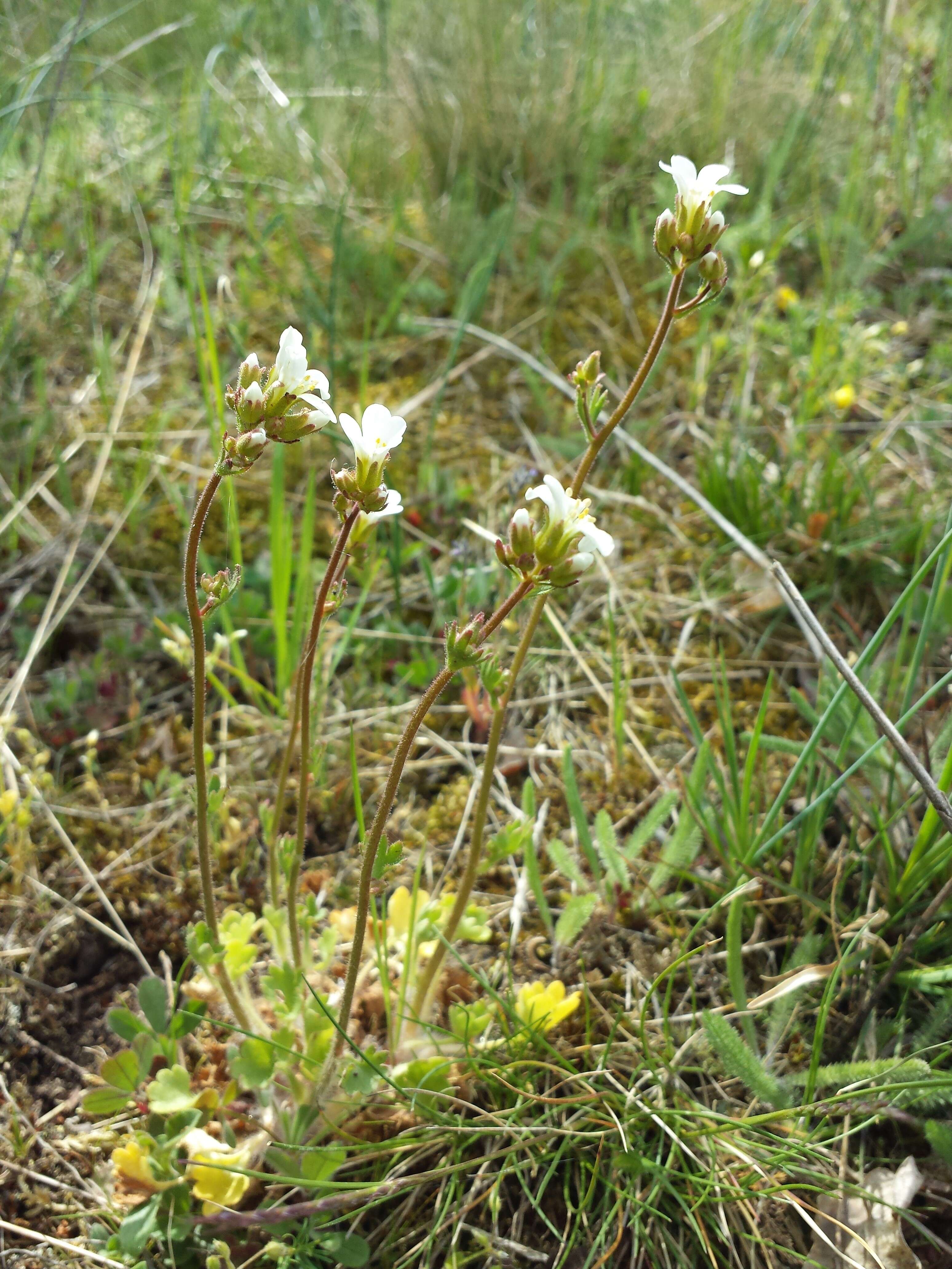 Plancia ëd Saxifraga granulata L.