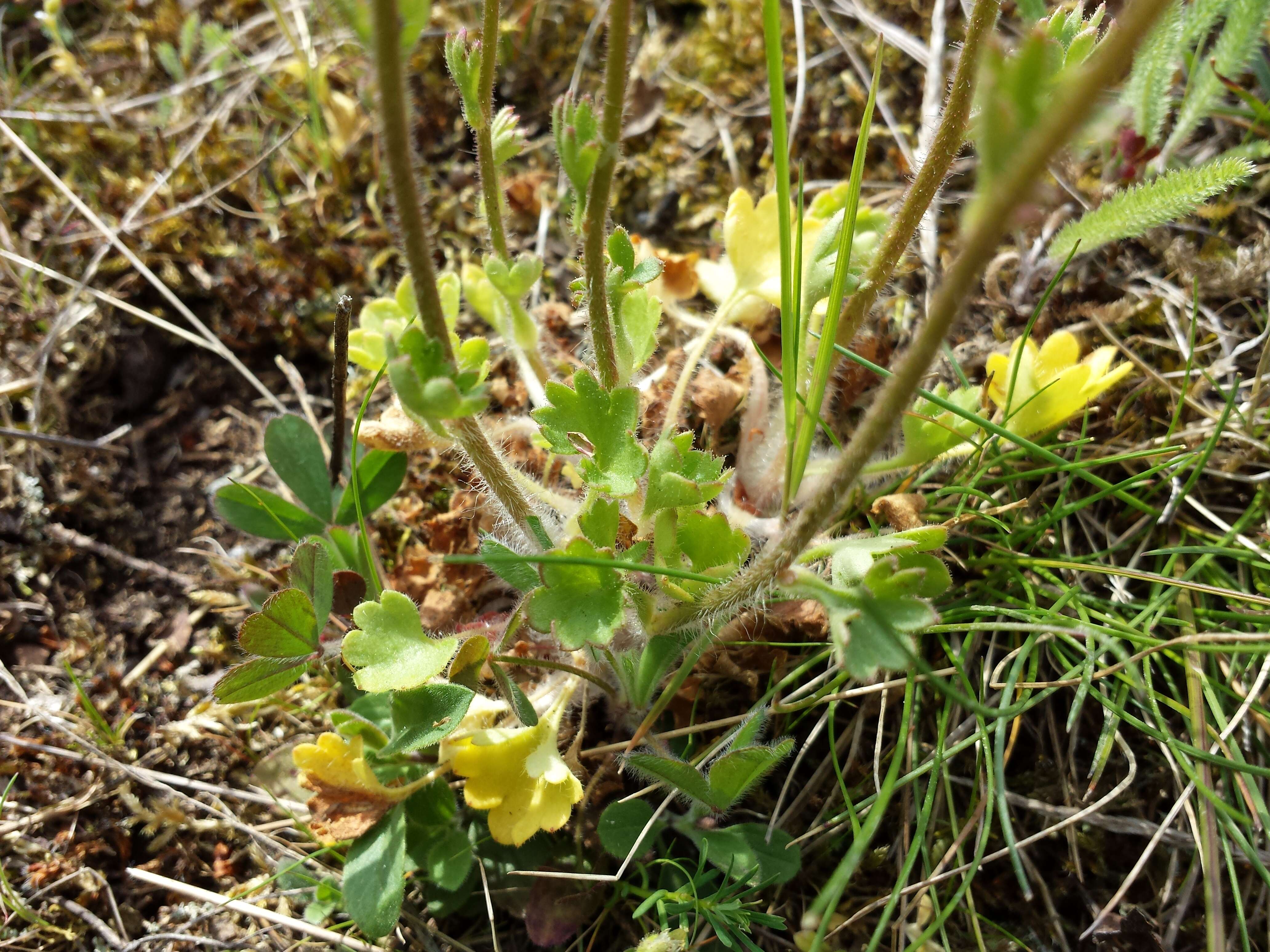 Plancia ëd Saxifraga granulata L.