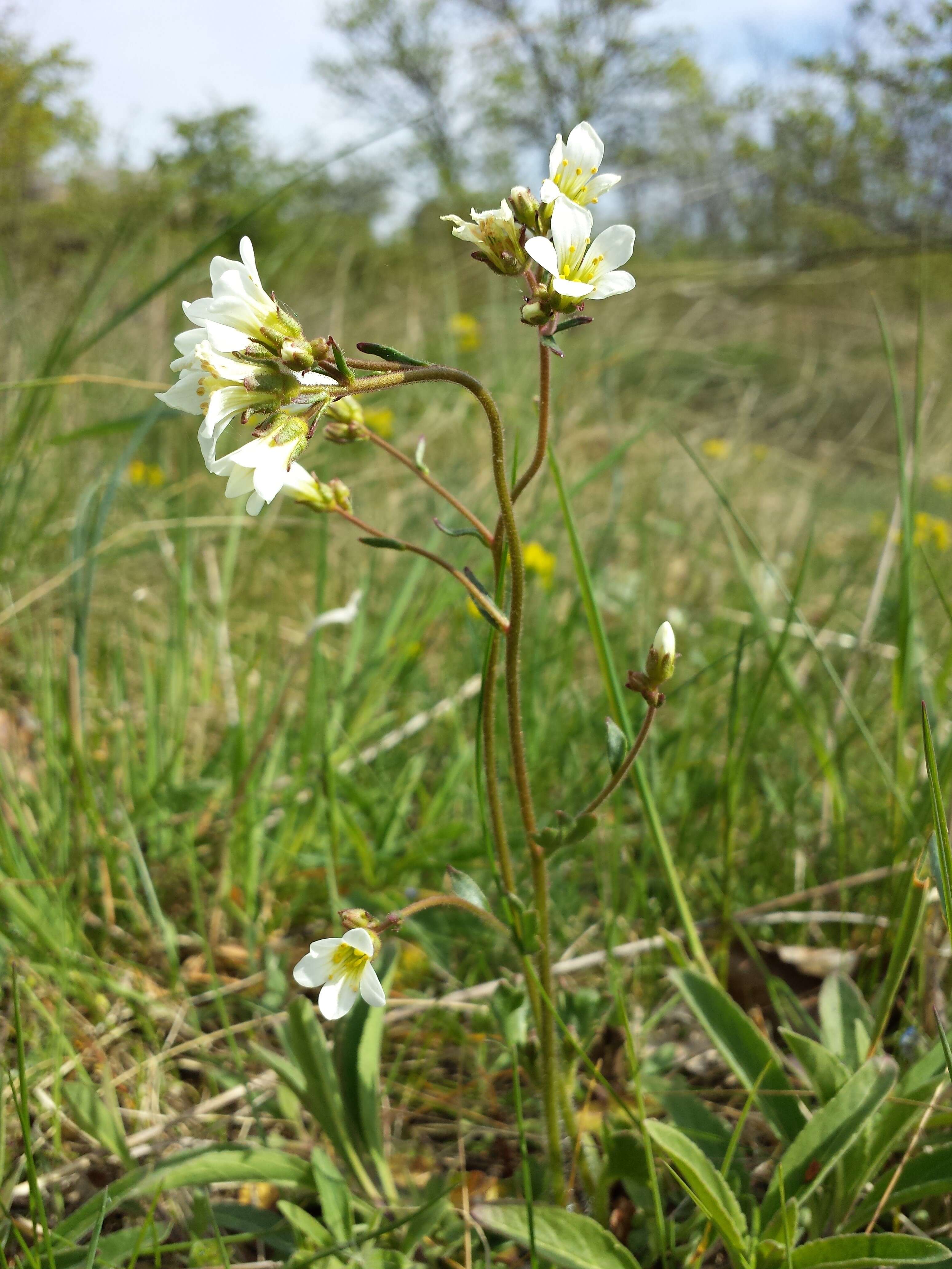 Plancia ëd Saxifraga granulata L.