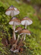 Sivun Mycena mulawaestris Grgur. 2003 kuva