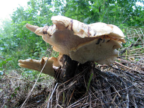 Image of dryad's saddle