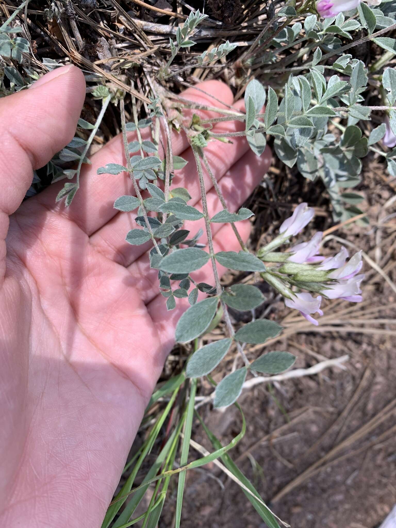 Image of chestnut milkvetch