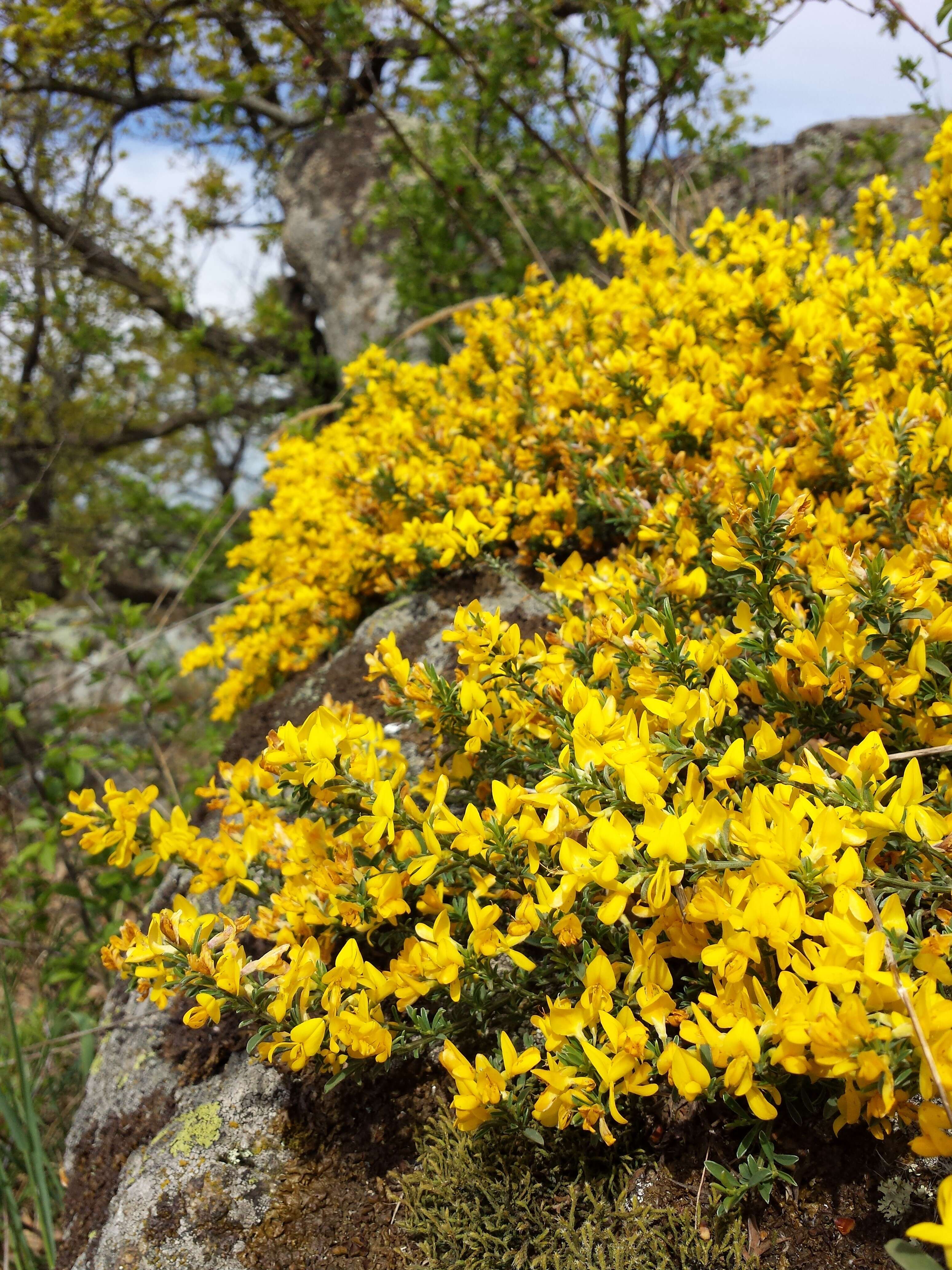 Imagem de Genista pilosa L.