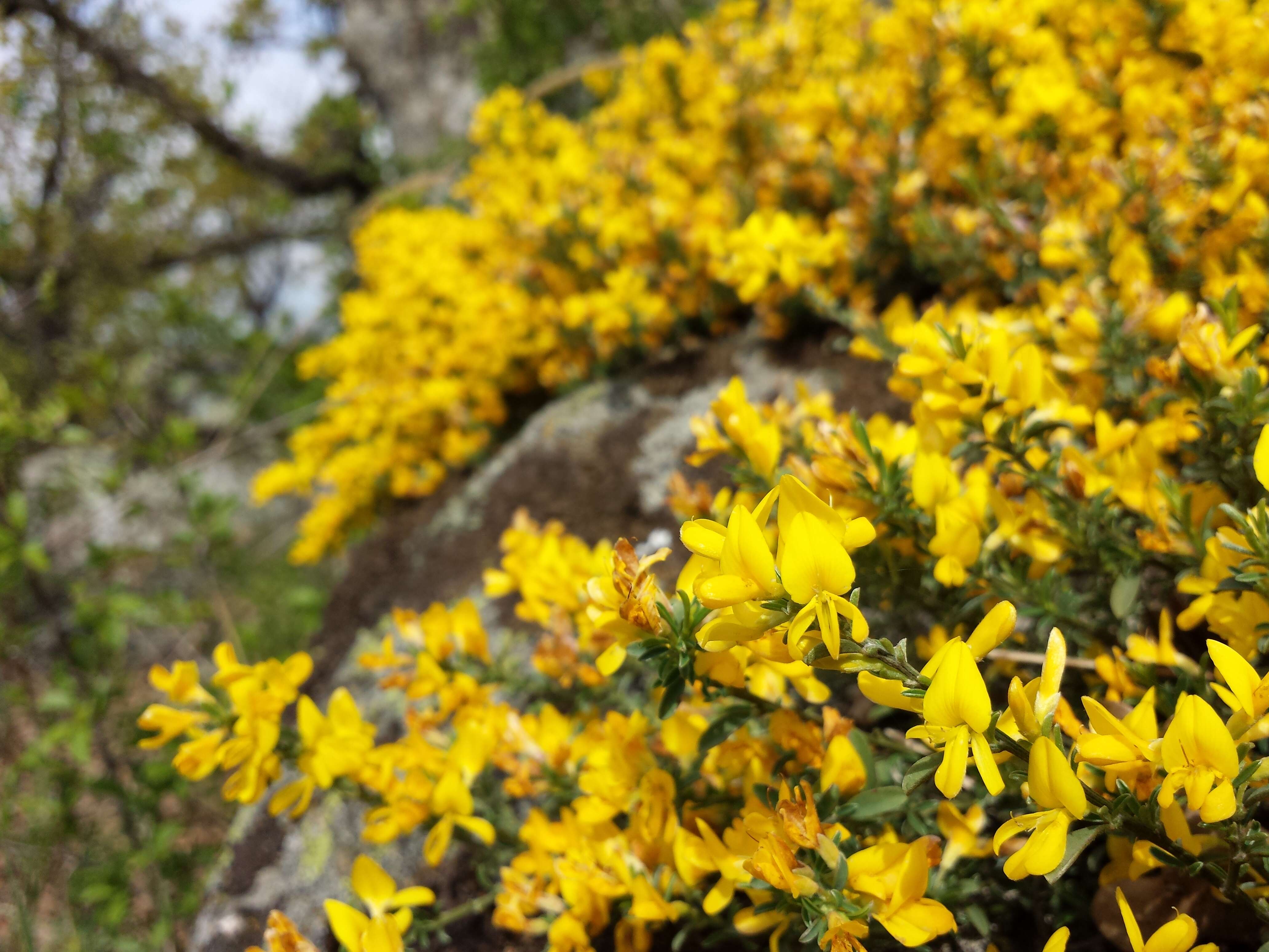 Imagem de Genista pilosa L.