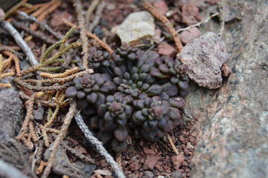 Image of Monanthes brachycaulos (Webb & Berth) Lowe