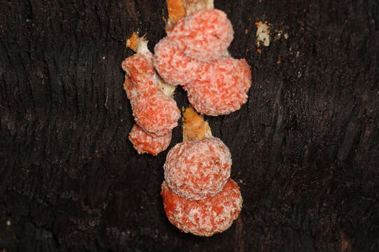 Image of Tubifera tomentosa